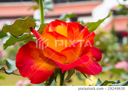 beautiful roses colurful  petals, leaves, bud  29249630