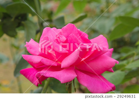 beautiful roses colurful  petals, leaves, bud  29249631