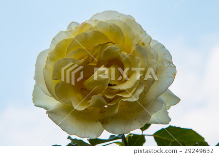 beautiful roses colurful  petals, leaves, bud  29249632