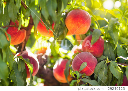 Fresh ripe peach on tree in summer orchard 29250123