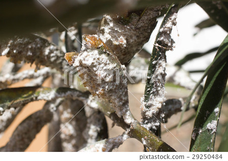 Oleander leaves densely covered with scale insects 29250484