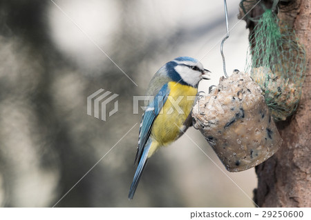 The Eurasian Blue Tit (Parus caeruleus) 29250600