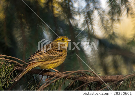 Yellowhammer (Emberiza citrinella) 29250601