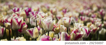 Tulips in spring,colourful tulip 29250897