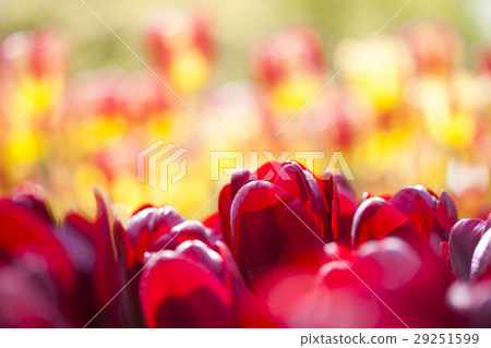 Spring tulips in the garden, spring blossom 29251599