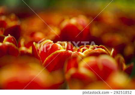 Tulips in spring,colourful tulip 29251852