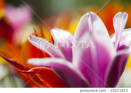 Colorful tulips in spring of flowers Colorful tulips in spring of flowers 29251853