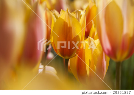 Tulips in spring,colourful tulip Tulips in spring,colourful tulip 29251857