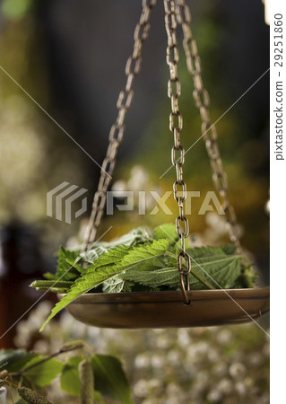 Fresh medicinal, healing herbs on wooden Fresh medicinal, healing herbs on wooden 29251860