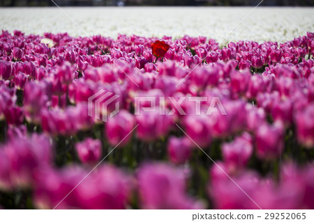 Spring tulips in the garden, spring blossom 29252065