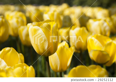 Tulips , the flowers in the garden , early spring 29252112