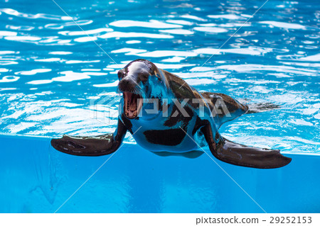 seal with open muzzle in pool water seal with open muzzle in pool water 29252153