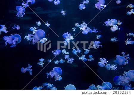 many blue jellyfishes - spotted jellyfish many blue jellyfishes - spotted jellyfish 29252154