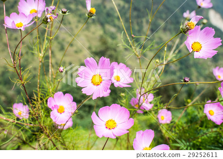 Beautiful cosmos flower 29252611