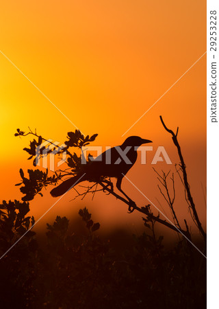 Silhouette ot Red-winged Blackbird Silhouette ot Red-winged Blackbird 29253228