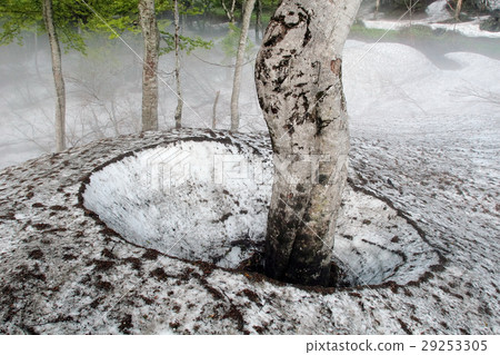 Beech forest spring Beech forest spring 29253305