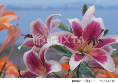 百合大阪Miyusu百合 29253830