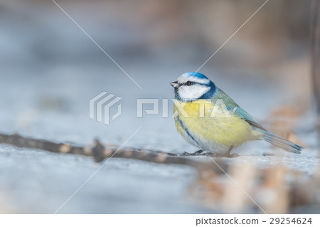 Eurasian Blue Tit (Parus caeruleus). 29254624