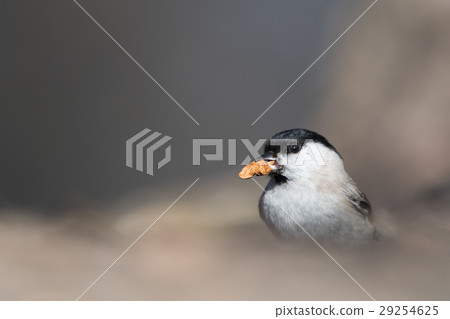 The marsh tit (Poecile palustris) with a nut 29254625