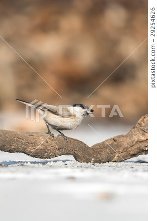 The marsh tit (Poecile palustris) 29254626