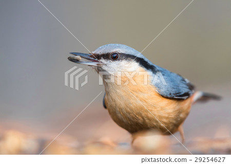 The Eurasian nuthatch 29254627