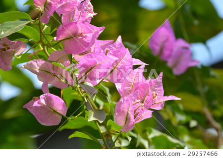 Plants: Bougainvillea "Mrs Bat" 29257466