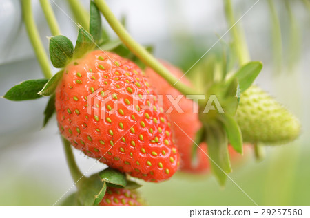 Fresh strawberries that are grown in greenhouses Fresh strawberries that are grown in greenhouses 29257560