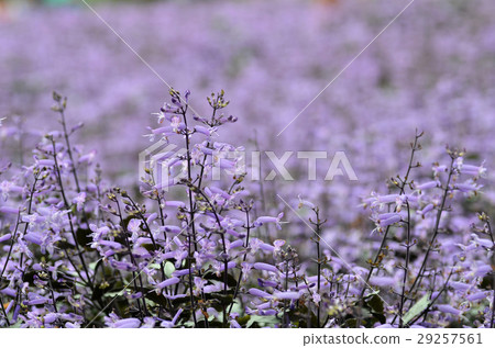 Plectranthus Mona Lavender flowers Plectranthus Mona Lavender flowers 29257561