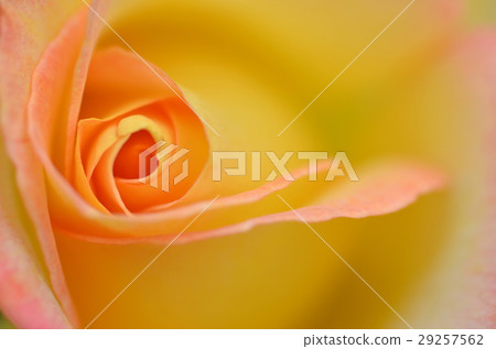 Beautifu yellow rose flower Beautifu yellow rose flower 29257562