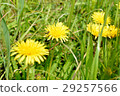 Dandelion 29257566