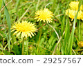 Dandelion 29257567