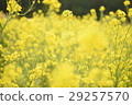 Rape blossoms 29257570