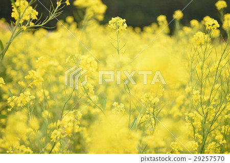 強姦開花 強姦開花 29257570