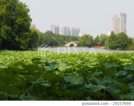 蛋羹神殿 29257699