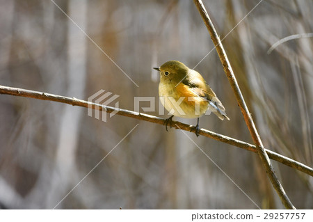 Ruribitaki的女性 29257757