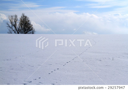 Biei in winter 29257947