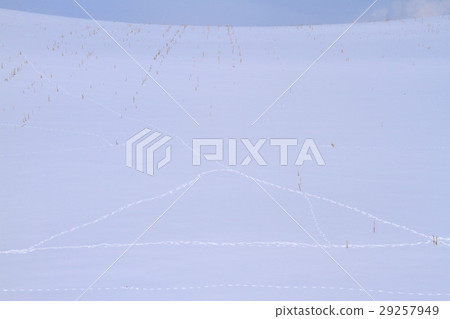 Biei in winter 29257949