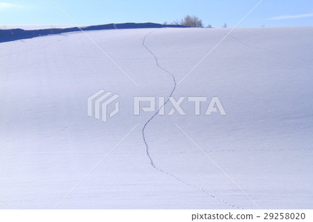 Biei in winter 29258020