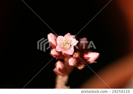 Coupleary flowers 29258110