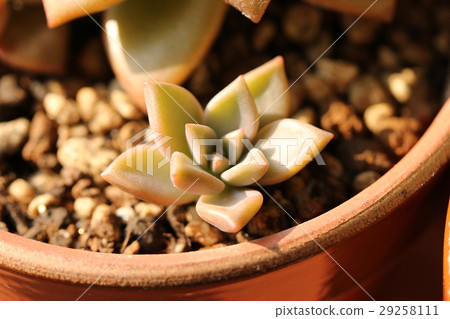 Graptopetalum /公主青銅 29258111