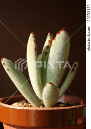 長壽/月球耳朵 長壽/月球耳朵 29258113