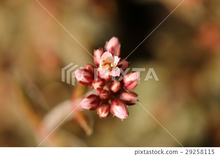 Coupleary flowers 29258115