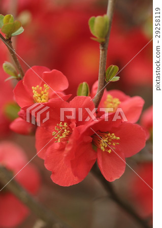 Natural plant bokeh, beautiful flowers bloom early spring. It seems there are many garden cultivars ① 29258119