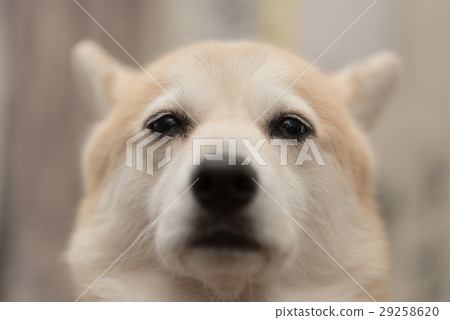 一隻傷心的表情狗 29258620