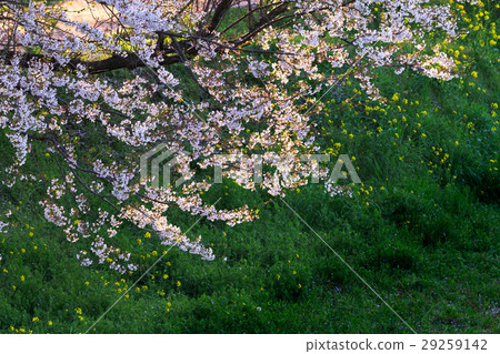 Nagaregawa cherry blossoms Nagaregawa cherry blossoms 29259142