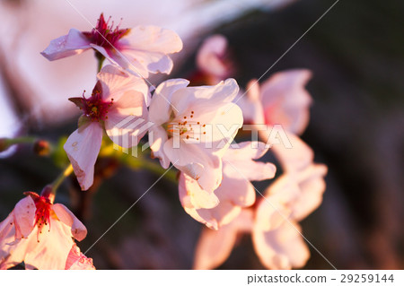 Nagaregawa cherry blossoms 29259144