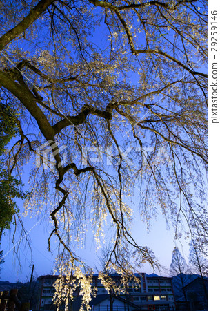 Nagaregawa cherry blossoms 29259146