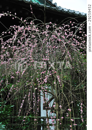 Dangling plum (Buddhist temple) 29259452