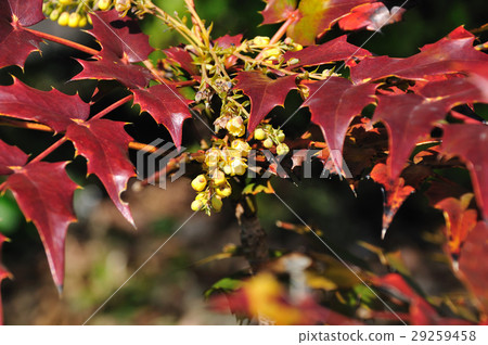 Hiiragi Nanten(你好Nanton) Hiiragi Nanten(你好Nanton) 29259458