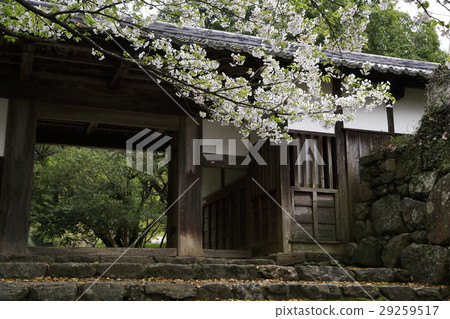Akitsuki Sakura Akitsuki Sakura 29259517